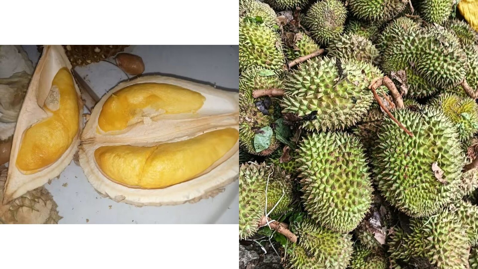 Cara Cepat Mematangkan Durian Mentah di Rumah, Hasilnya Manis dan Aroma Harum!